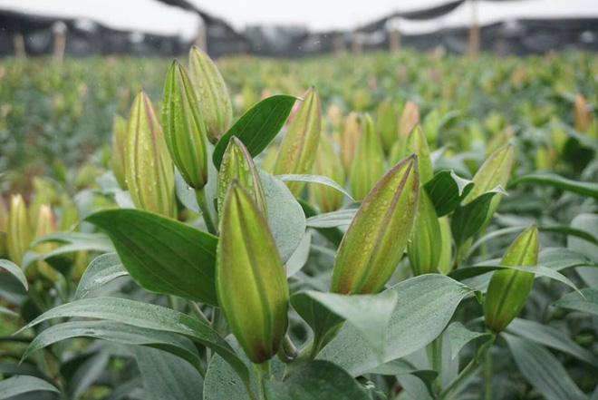 Hà Nội: Nông dân Tây Tựu ngậm ngùi nhìn hoa ly tàn đúng lúc tăng giá